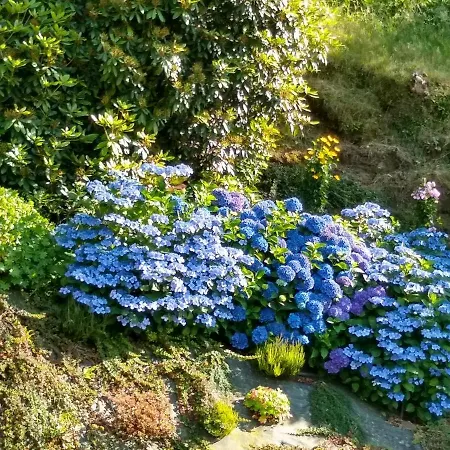 Les Hortensias